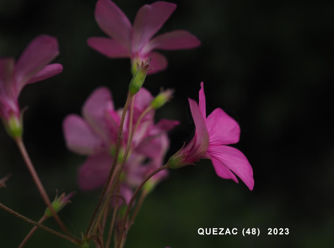 Sorrel, Pink flower